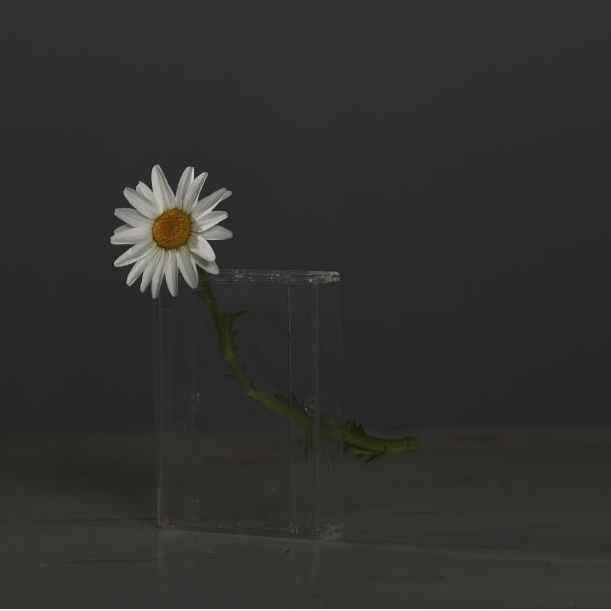 Mur floral rose